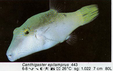 Canthigaster epilamprus